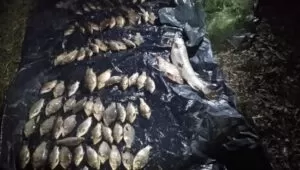 За незаконну риболовлю зі збитками у понад 100 тис грн судитимуть жителя Кременчуцького району