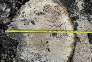 Зрізані дерева