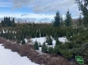 Лісові саджанці