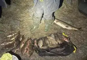 Вилов браконьєрів
