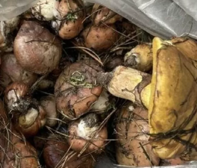 На Полтавщині почався грибний сезон