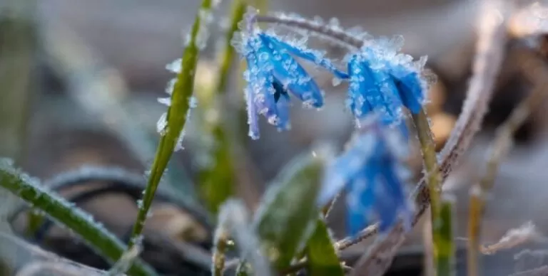 Синоптики прогнозують заморозки на ґрунті