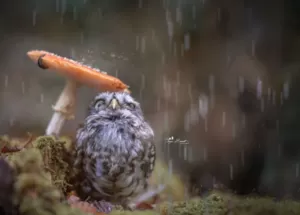 У Полтаву потепління прийде разом з опадами