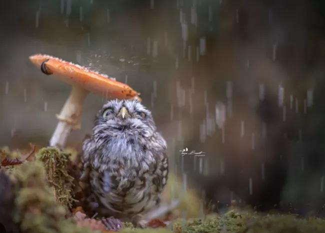 У Полтаву потепління прийде разом з опадами