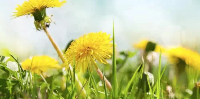 Прогноз погоди на вихідні 27 та 28 травня в Полтаві