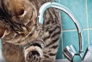 9 вулиць Полтави 28 травня будуть без води