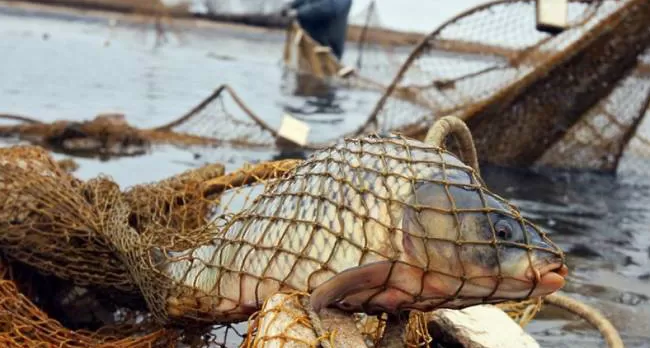 Затримали браконьєра