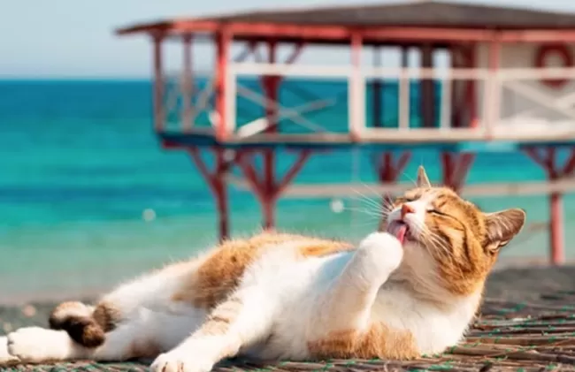 Прогноз погоди в Полтаві на 15-16 червня