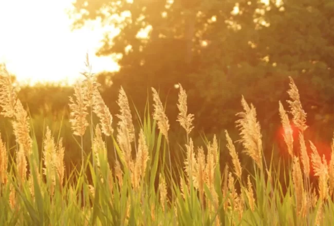 Прогноз погоди в Полтаві на 19-21 червня