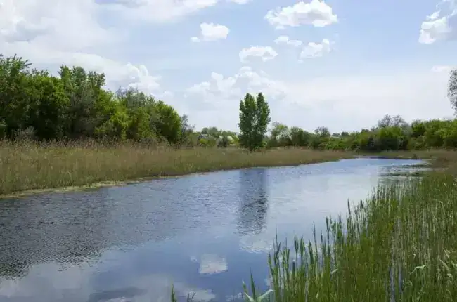 На Полтавських пляжах епідеміологи виявили холероподібні вібріони
