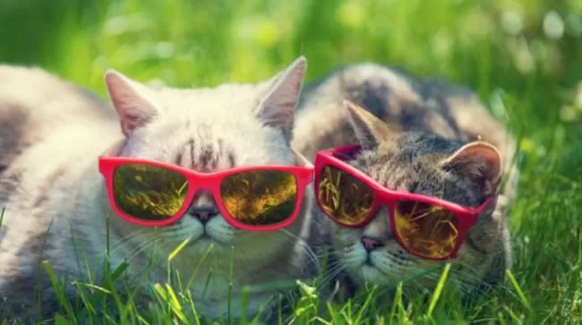 Прогноз погоди в Полтаві на 26-28 червня