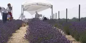 Прованс на Полтавщині: лавандові поля, на які приїздять заради фотосесій