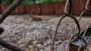 «UAnimals» подали заяву у поліцію на контактний зоопарк, що знущається з тварин