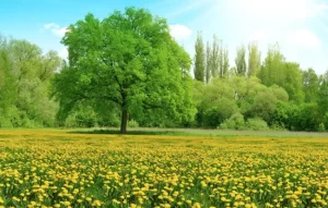 Прогноз погоди в Полтаві 29-30 липня