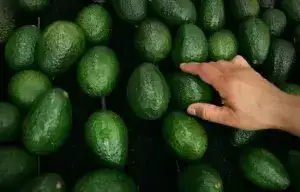 На Полтавщину знову завезли отруйні продукти: цього разу авокадо з Перу
