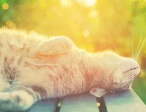 Прогноз погоди на 10-11 серпня в Полтаві