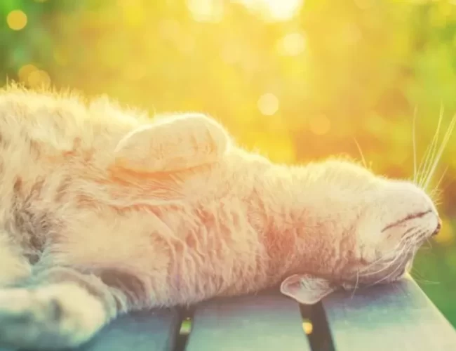 Прогноз погоди на 10-11 серпня в Полтаві