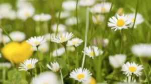 Прогноз погоди в Полтаві 14-16 серпня