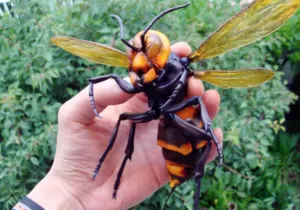 На Полтавщині чоловіка покусали шершні й він помер