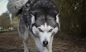 Агресивний собака / Фото з відкритих джерел