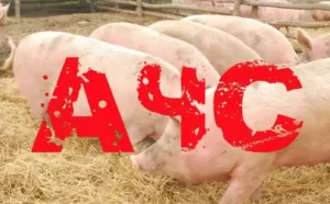 На Полтавщині в одному із сіл встановлено карантин через хворобу свиней