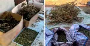 Понад 80 кілограмів канабісу вилучили правоохоронці у жителя Полтавщини