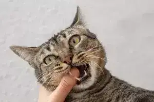 Кішка кусається / Фото freepik.com