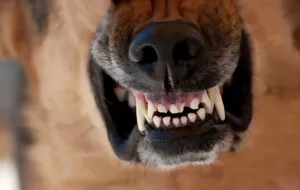 На Полтавщині в Миргородському районі оголошено карантин через сказ