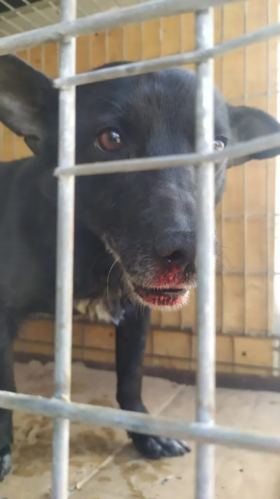 В Полтаві нелюди вбили безпритульного собаку