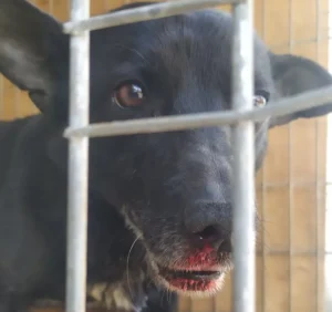 В Полтаві нелюди вбили безпритульного собаку