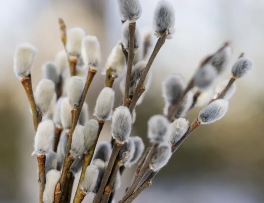 Вербна неділя у 2024 році: коли відзначають та які є традиції