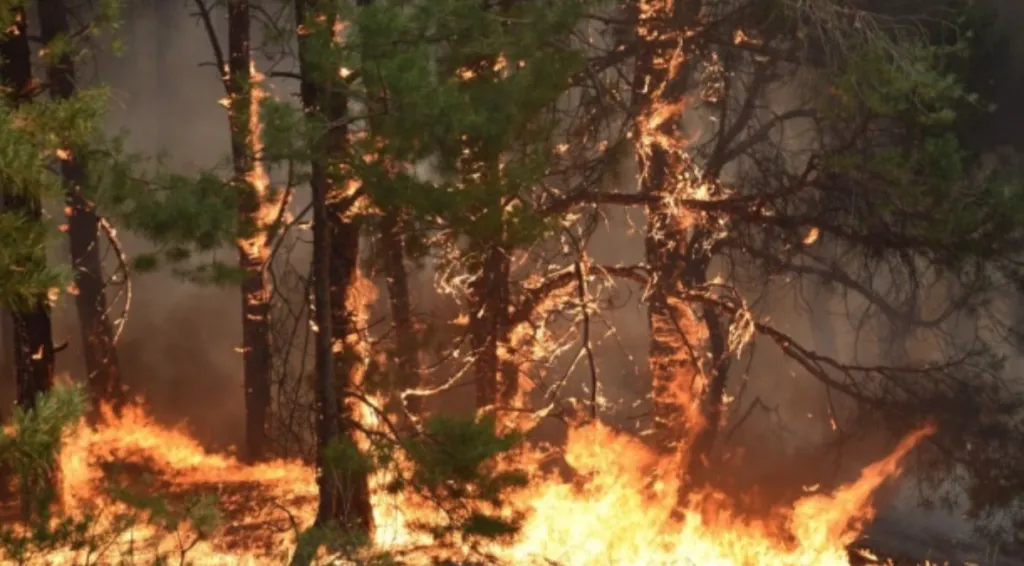 На ці вихідні на Полтавщині оголошено максимальний рівень пожежної небезпеки