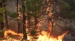 На ці вихідні на Полтавщині оголошено максимальний рівень пожежної небезпеки