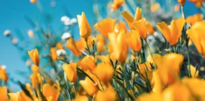 Прогноз погоди в Полтаві 25 та 26 травня