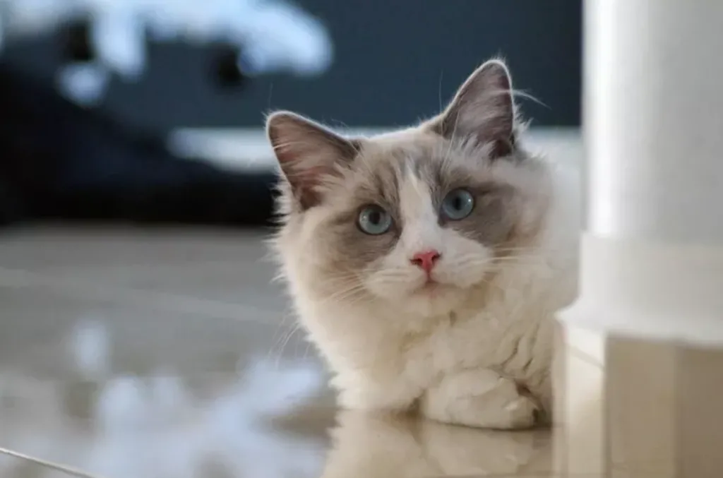 Кішки за знаком Зодіаку — кому яка найбільше підходить