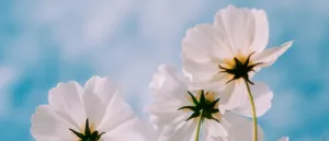 Прогноз погоди в Полтаві 22 та 23 червня