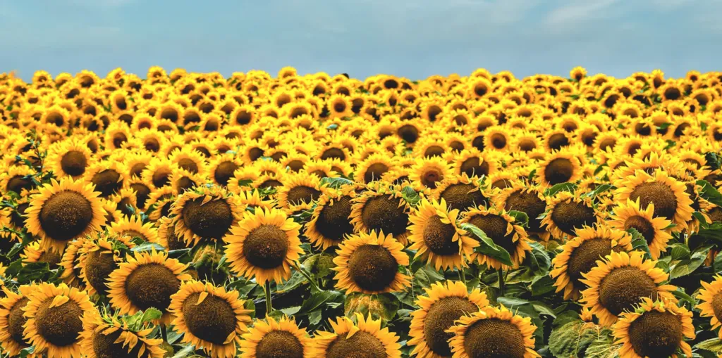 Прогноз погоди в Полтаві 8-10 липня