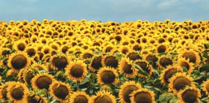 Прогноз погоди в Полтаві 8-10 липня