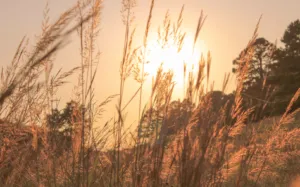 Прогноз погоди в Полтаві 3-4 серпня