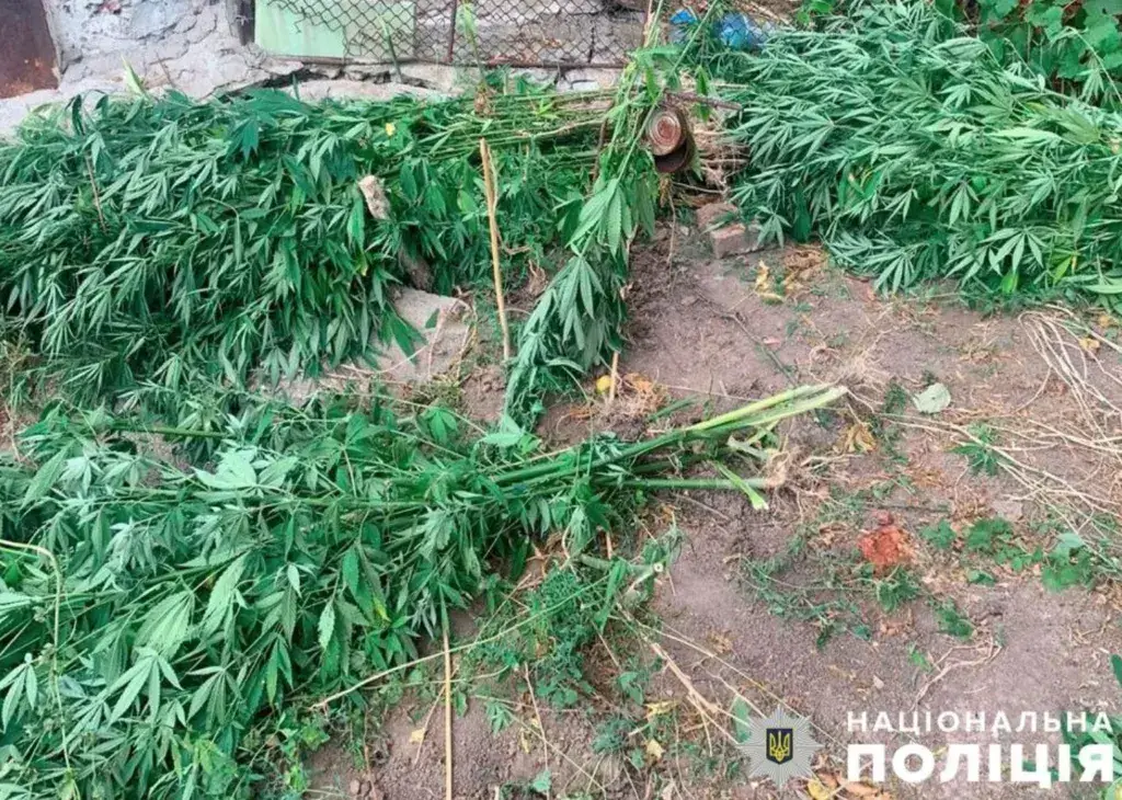 Мешканець Полтавщини вирішив заробити на наркотичних рослинах
