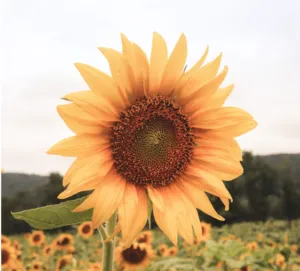 Прогноз погоди в Полтаві 31 серпня та 1 вересня