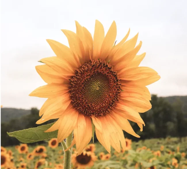 Прогноз погоди в Полтаві 31 серпня та 1 вересня