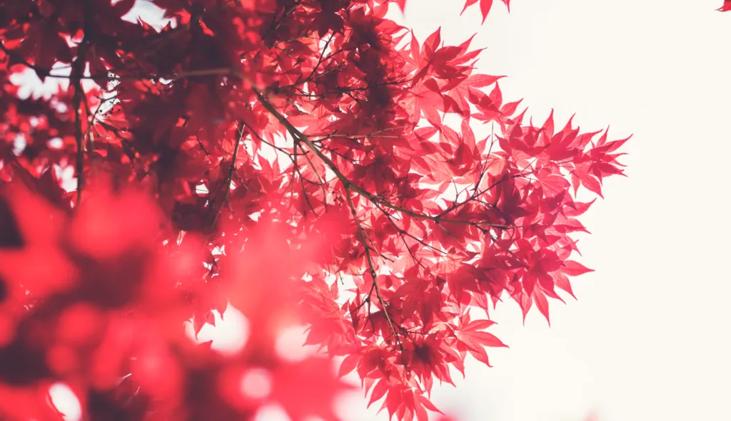 Прогноз погоди в Полтаві 9-11 вересня