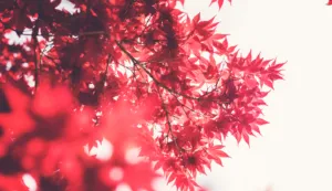 Прогноз погоди в Полтаві 9-11 вересня