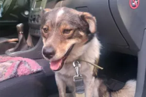 Полтавські волонтери врятували собаку від дітей, що з нього знущалися та шукають йому домівку