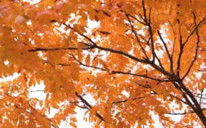 Прогноз погоди в Полтаві 14 та 15 вересня