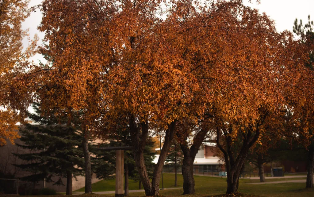 Прогноз погоди в Полтаві 16-18 вересня