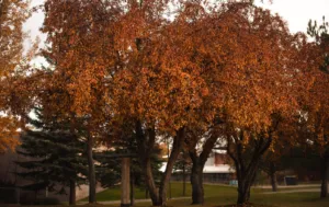 Прогноз погоди в Полтаві 16-18 вересня