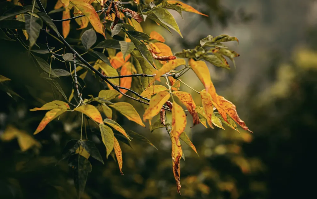 Прогноз погоди в Полтаві 19 та 20 вересня
