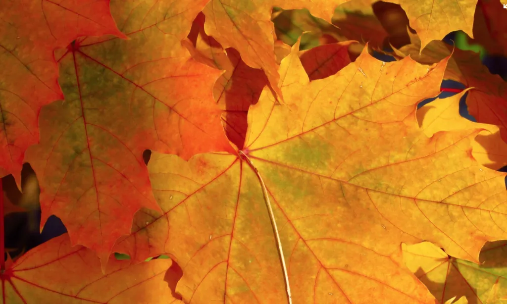 Прогноз погоди 21 та 22 вересня в Полтаві